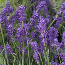 Picture of Lavender Foveaux Storm (2985)
