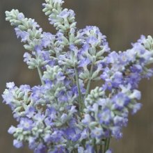 Picture of Lavender Grace Leigh (8290)
