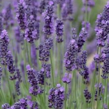 Picture of Lavender Grosso (2986)