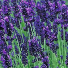 Picture of Lavender Hidcote Blue (2988)