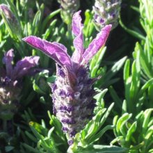 Lavender Laveanna Grand Purple Picture of Lavender Laveanna Grand Purple (11131)