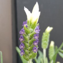 Lavender Laveanna White Picture of Lavender Laveanna White (28848)