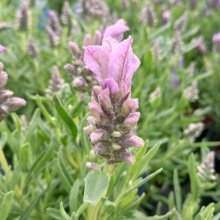 Picture of Lavender Lavish Blue (29558)