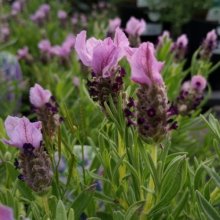 Lavender Lavish Purple Picture of Lavender Lavish Purple (29560)