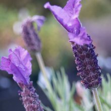 Lavender Major Picture of Lavender Major (2994)