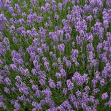Lavender Munstead Picture of Lavender Munstead (2997)