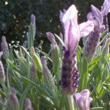 Lavender Myrleigh Picture of Lavender Myrleigh (2998)