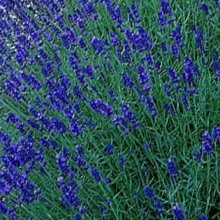 Lavender Pacific Blue Picture of Lavender Pacific Blue (2999)