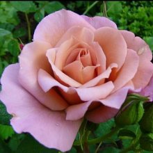 Lavender Pinocchio-Rose Picture of Lavender Pinocchio-Rose (3003)