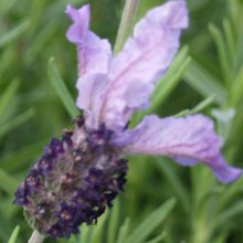 Lavender Purple Pixie Picture of Lavender Purple Pixie (6008)