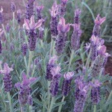 Lavender Sensation Purple Picture of Lavender Sensation Purple (11160)