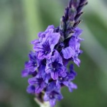 Lavender Sidonie Picture of Lavender Sidonie (6812)