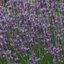 Lavender Super Picture of Lavender Super (3010)