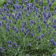 Lavender Sweet Romance Picture of Lavender Sweet Romance (10443)