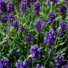 Picture of Lavender Thumbelina Leigh (3011)