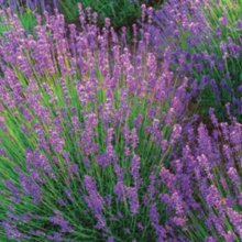 Lavender Violet Intrigue Picture of Lavender Violet Intrigue (6823)