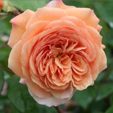 Leander-Rose Picture of Leander-Rose (3015)