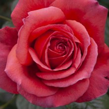 Legacy Std 80cm -Rose Picture of Legacy Std 80cm -Rose (30704)