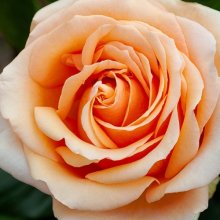 Legend Std 80cm-Rose Picture of Legend Std 80cm-Rose (29595)