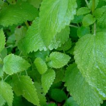 Lemon Balm Picture of Lemon Balm (8976)