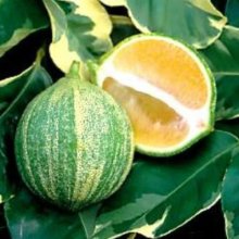 Lemon Eureka Variegata Picture of Lemon Eureka Variegata (3020)