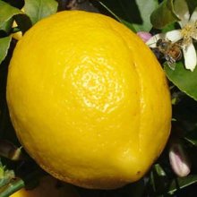 Lemon Meyer Dwf Picture of Lemon Meyer Dwf (3027)