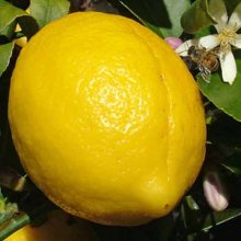 Lemon Meyer Std Picture of Lemon Meyer Std (3029)