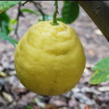 Lemon Ponderosa Picture of Lemon Ponderosa (8944)