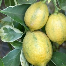 Lemon Villa Franca Variegated Picture of Lemon Villa Franca Variegated (3031)