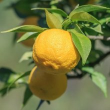 Lemon Yuzu Picture of Lemon Yuzu (11839)