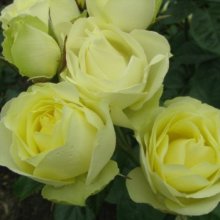 Lemon n Lime Std 80cm-Rose Picture of Lemon n Lime Std 80cm-Rose (8049)