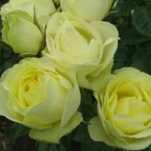 Lemon n Lime-Rose Picture of Lemon n Lime-Rose (7095)