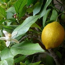 Lemonade Picture of Lemonade (3034)