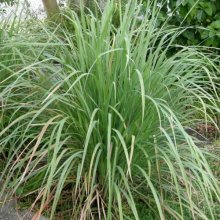 Lemongrass Picture of Lemongrass (7399)