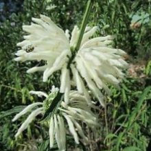 Picture of Leonotis Kimba Alba (8553)