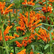 Picture of Leonotis Leonurus (6415)