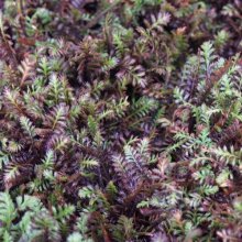 Leptinella Platts Black Picture of Leptinella Platts Black (3038)
