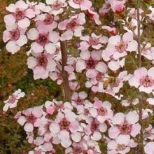 Picture of Leptospermum Andromeda (28790)