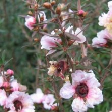 Picture of Leptospermum Blossom (9853)