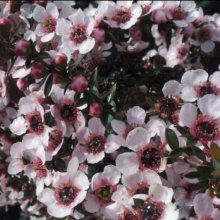 Picture of Leptospermum Blushing Star (9300)
