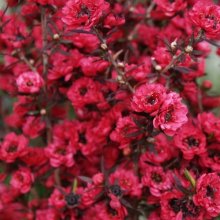 Picture of Leptospermum Burgundy Queen (3039)