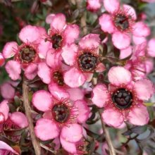 Picture of Leptospermum Centaurus (10604)