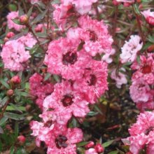 Picture of Leptospermum Coral Candy (3041)