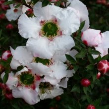 Picture of Leptospermum Cygnus (8968)