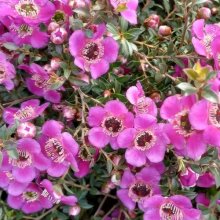 Picture of Leptospermum Dark Night (29667)