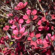 Picture of Leptospermum Electric Red (8068)