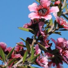 Picture of Leptospermum Keatleyii (3045)