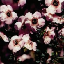 Picture of Leptospermum Magellan (9984)