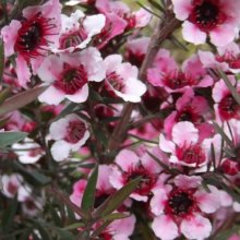 Picture of Leptospermum Martinii (10429)