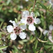 Picture of Leptospermum Mercury Island (11237)
